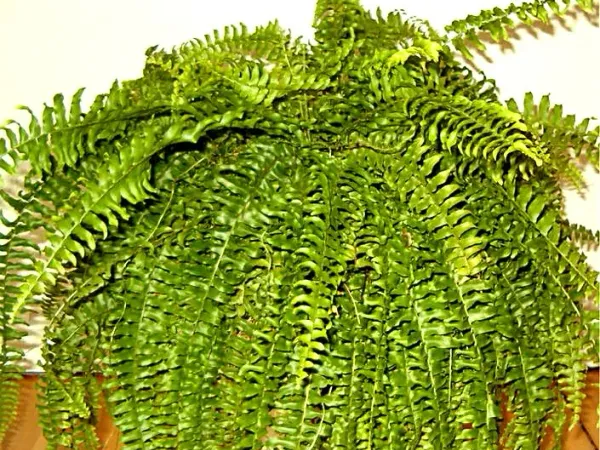 Foto von Nephrolepis (Nephrolepis exaltata).