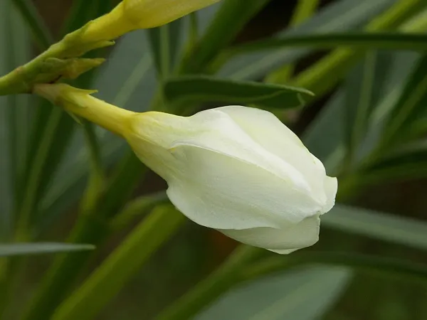 Foto von Nerium (Nerium oleander).