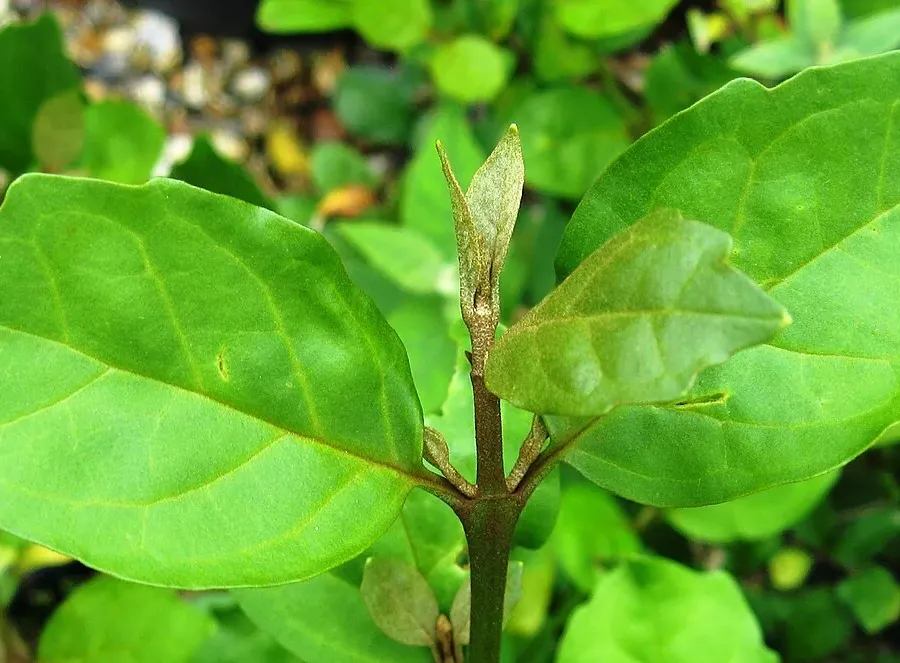 Foto von Nicodemia (Buddleja indica).