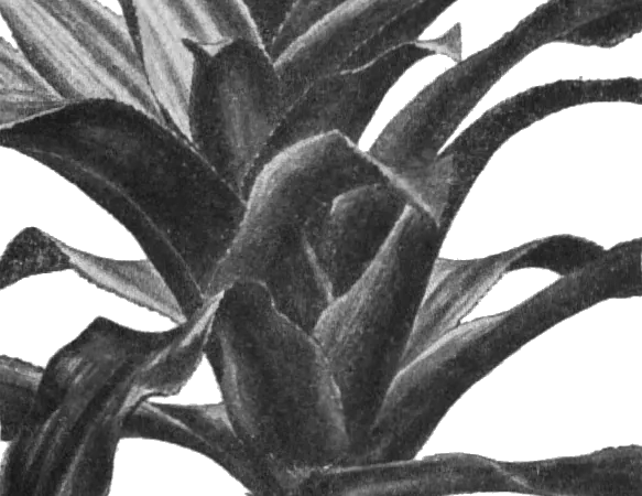 Foto von Nidularium (Nidularium innocentii).