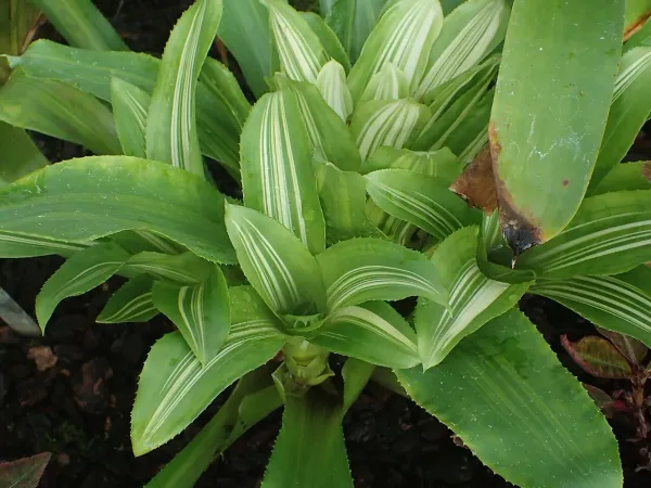 Foto von Nidularium (Nidularium lineatum).