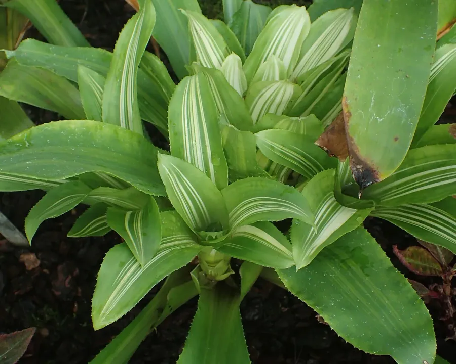 Foto von Nidularium (Nidularium lineatum).