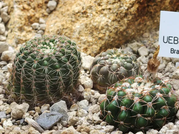 Foto von Notocactus (Notocactus uebelmannianus).