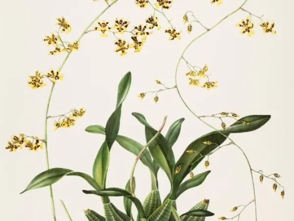 Foto von Oncidium (Oncidium wentworthianum).