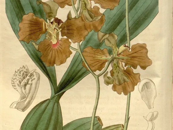 Foto von Oncidium (Oncidium crispum).