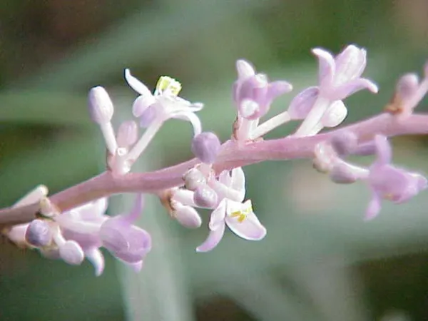 Foto von Ophiopogon (Ophiopogon jaburan).