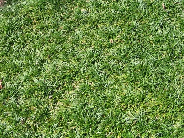 Foto von Ophiopogon (Ophiopogon japonicus).