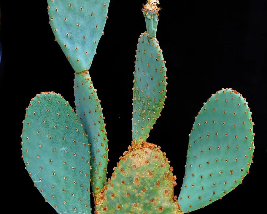 Foto von Opuntia (Opuntia azurea).