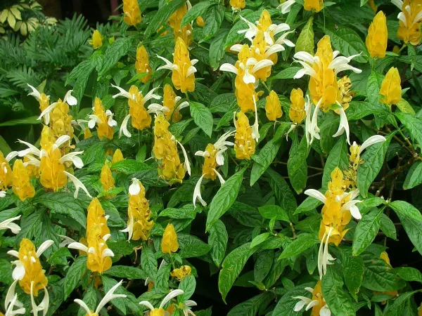 Foto von Pachystachys (Pachystachys lutea).