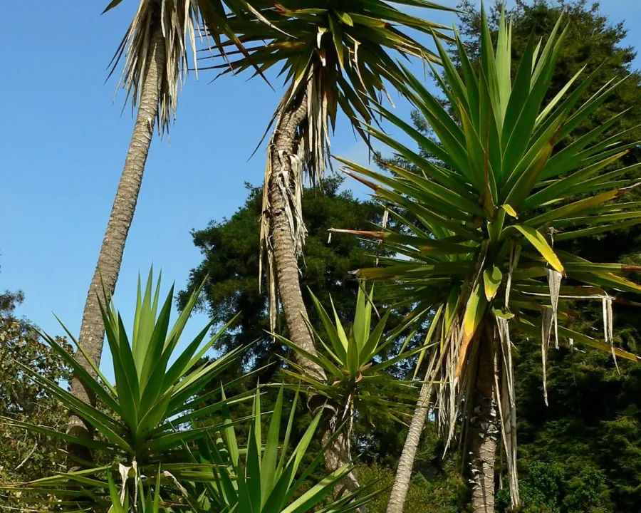 Foto von Palmlilie (Yucca aloifolia).