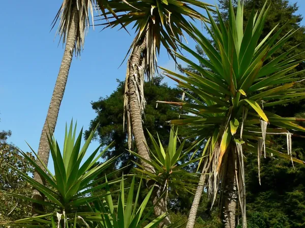 Foto von Palmlilie (Yucca aloifolia).