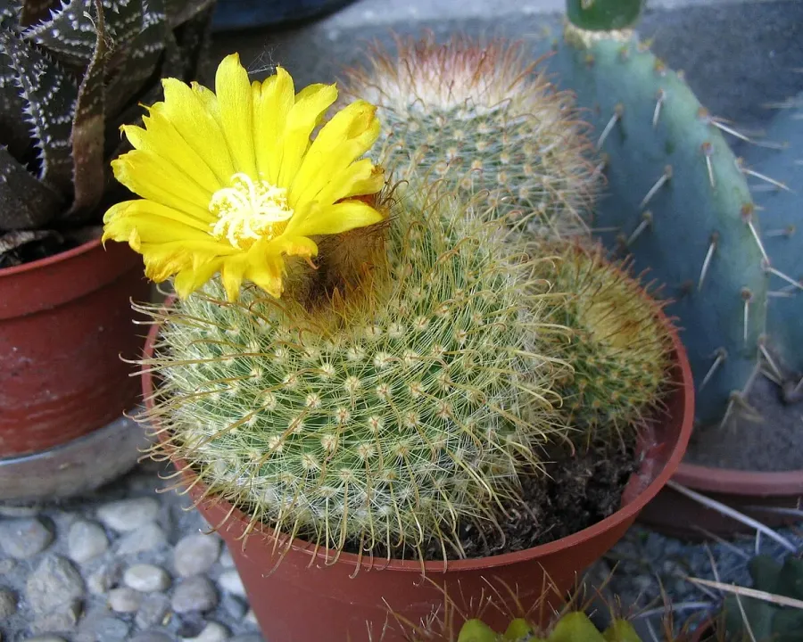 Foto von Parodia (Parodia aureispina).