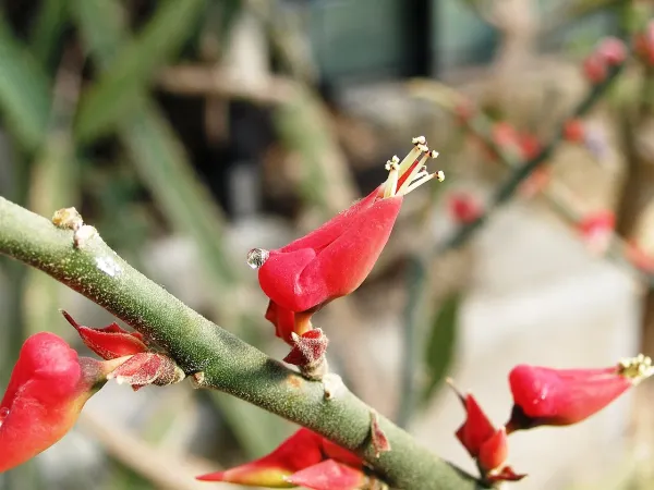 Foto von Pedilanthus (Euphorbia tithymaloides).