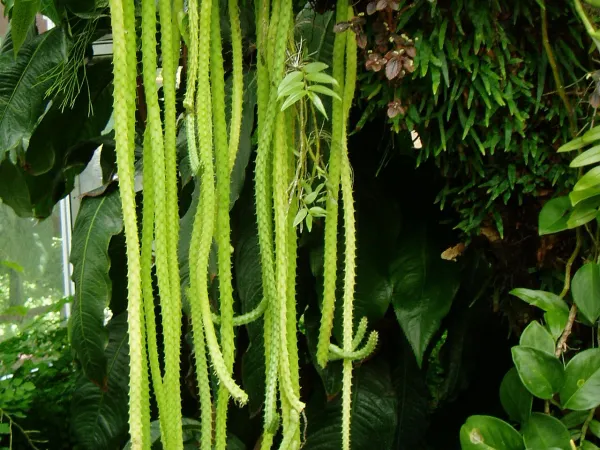 Foto von Peitschenkaktus (Aporocactus flagelliformis).