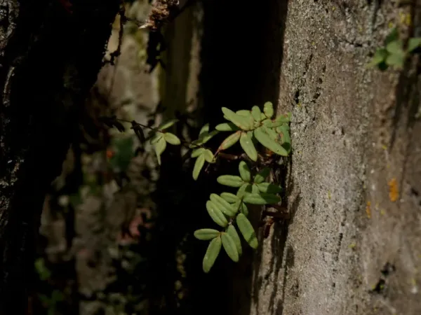 Foto von Pellaea (Pellaea atropurpurea).