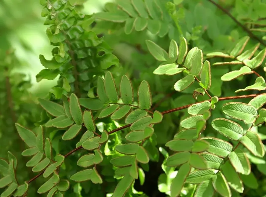 Foto von Pellaea (Pellaea viridis).