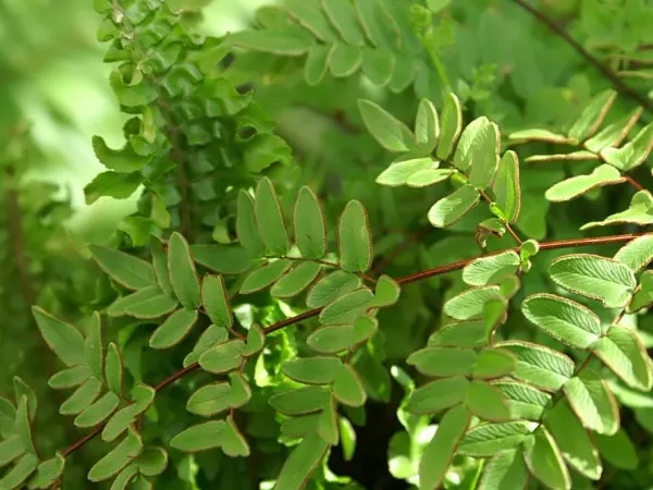 Foto von Pellaea (Pellaea viridis).