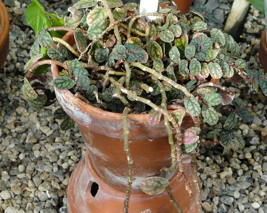 Foto von Pellionia (Pellionia pulchra).
