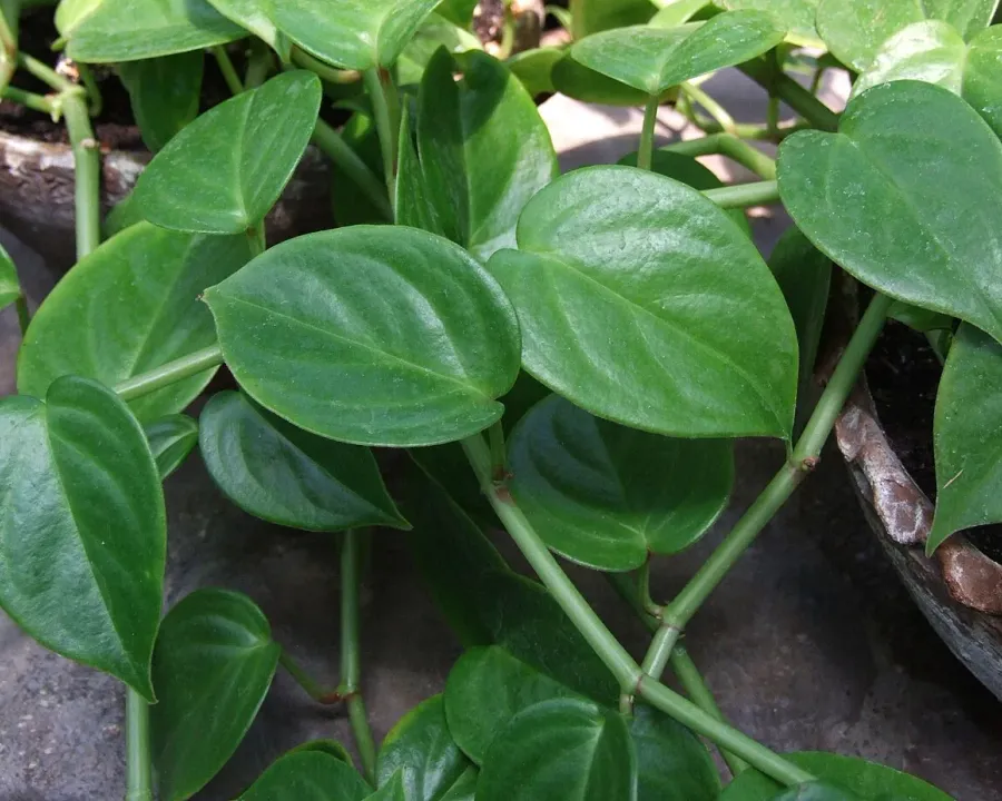 Foto von Peperomia (Peperomia scandens).