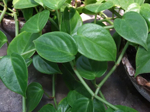 Foto von Peperomia (Peperomia scandens).