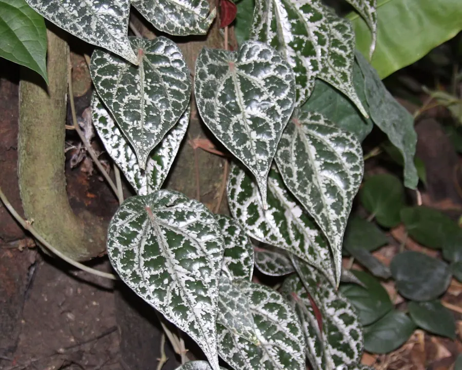 Foto von Pfeffer (Piper crocatum).