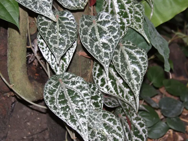 Foto von Pfeffer (Piper crocatum).