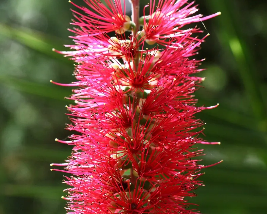 Foto von Pfeifenputzer (Callistemon citrinus).