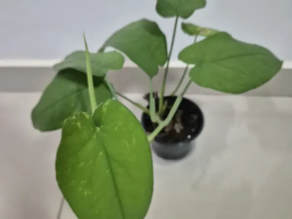 Foto von Pfeilblatt (Syngonium chiapense).