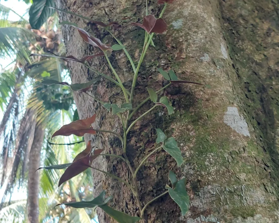 Foto von Pfeilblatt (Syngonium erythrophyllum).