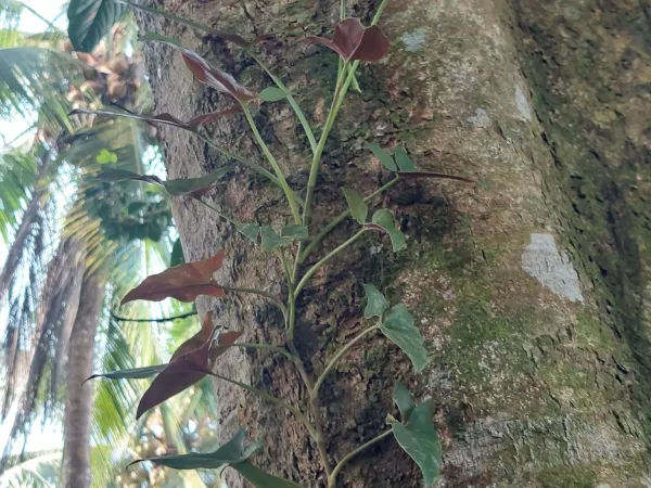 Foto von Pfeilblatt (Syngonium erythrophyllum).