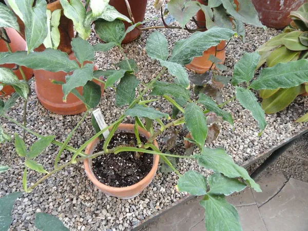 Foto von Pfeilblatt (Syngonium wendlandii).