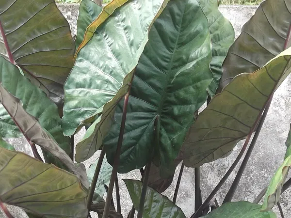 Foto von Pfeilblatt (Alocasia metallica).