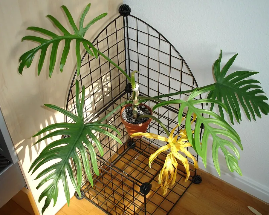 Foto von Philodendron (Philodendron elegans).