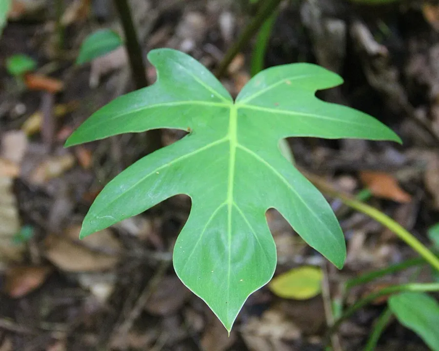 Foto von Philodendron (Philodendron bipennifolium).