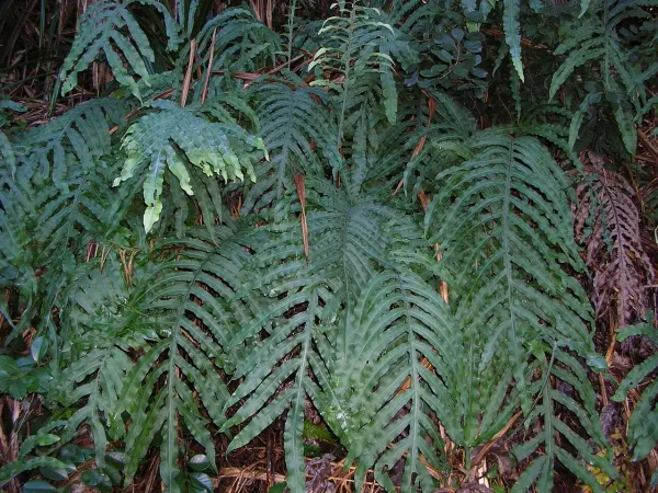 Foto von Phlebodium (Phlebodium aureum).