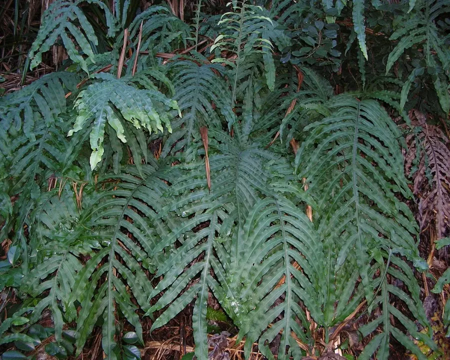 Foto von Phlebodium (Phlebodium aureum).