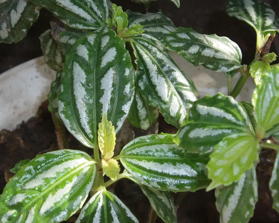 Foto von Pilea - Arten (Pilea cadierei).