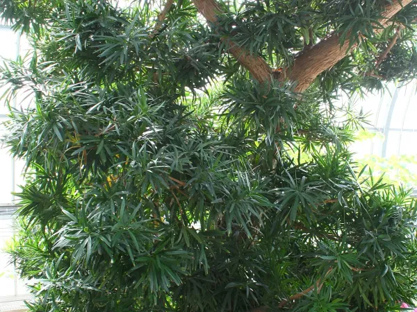 Foto von Podocarpus (Podocarpus macrophyllus).