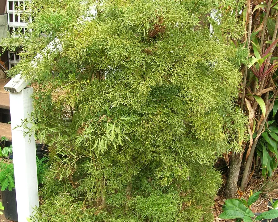 Foto von Polyscias (Polyscias fruticosa).
