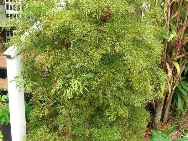 Foto von Polyscias (Polyscias fruticosa).