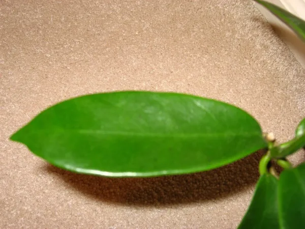 Foto von Porzellanblume (Hoya meliflua).