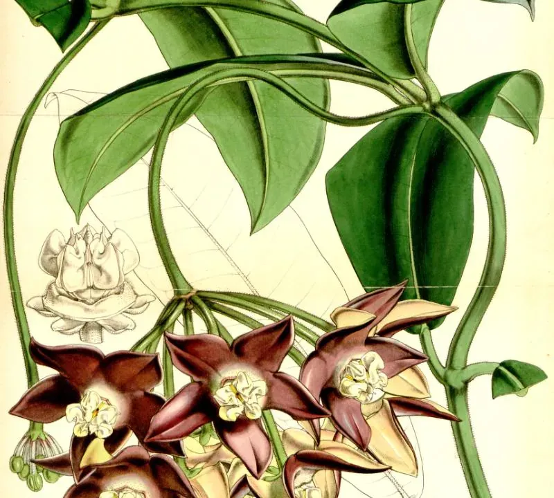 Foto von Porzellanblume (Hoya imperialis).