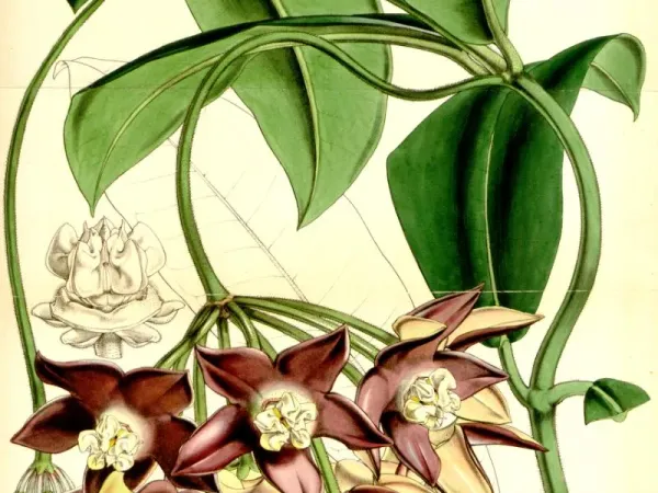 Foto von Porzellanblume (Hoya imperialis).