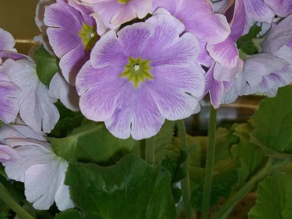 Foto von Primeln (Primula obconica).