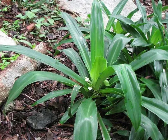 Foto von Purpurblättrige Dreimasterblume (Tradescantia spathacea).