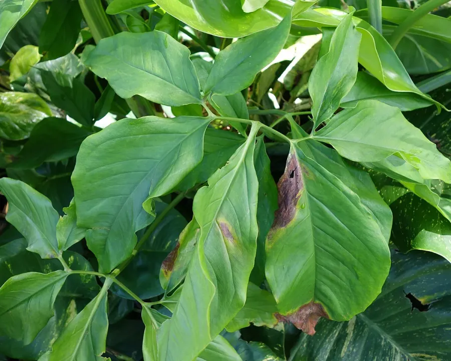 Foto von Purpurtute (Syngonium auritum).
