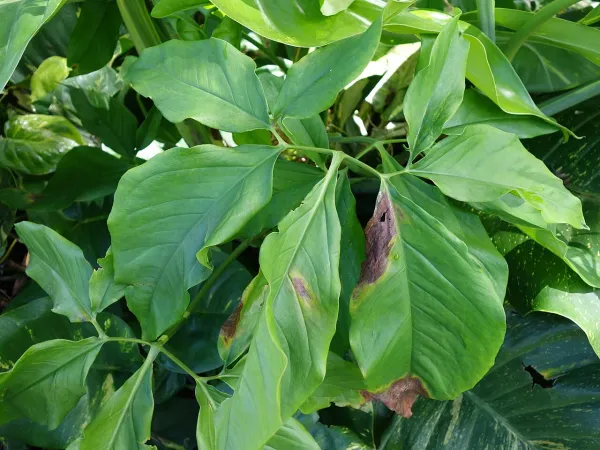 Foto von Purpurtute (Syngonium auritum).