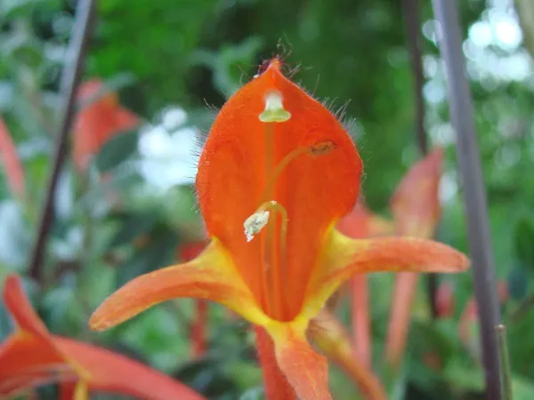 Foto von Rachenrebe (Columnea hirta).
