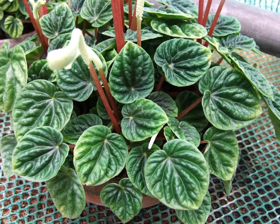 Foto von Rankender Pfeffer (Peperomia caperata).