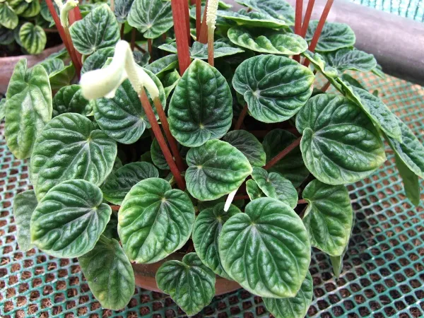 Foto von Rankender Pfeffer (Peperomia caperata).